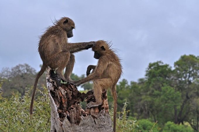 Two wild chacma baboons grooming in the Kruger Park, South Africa
